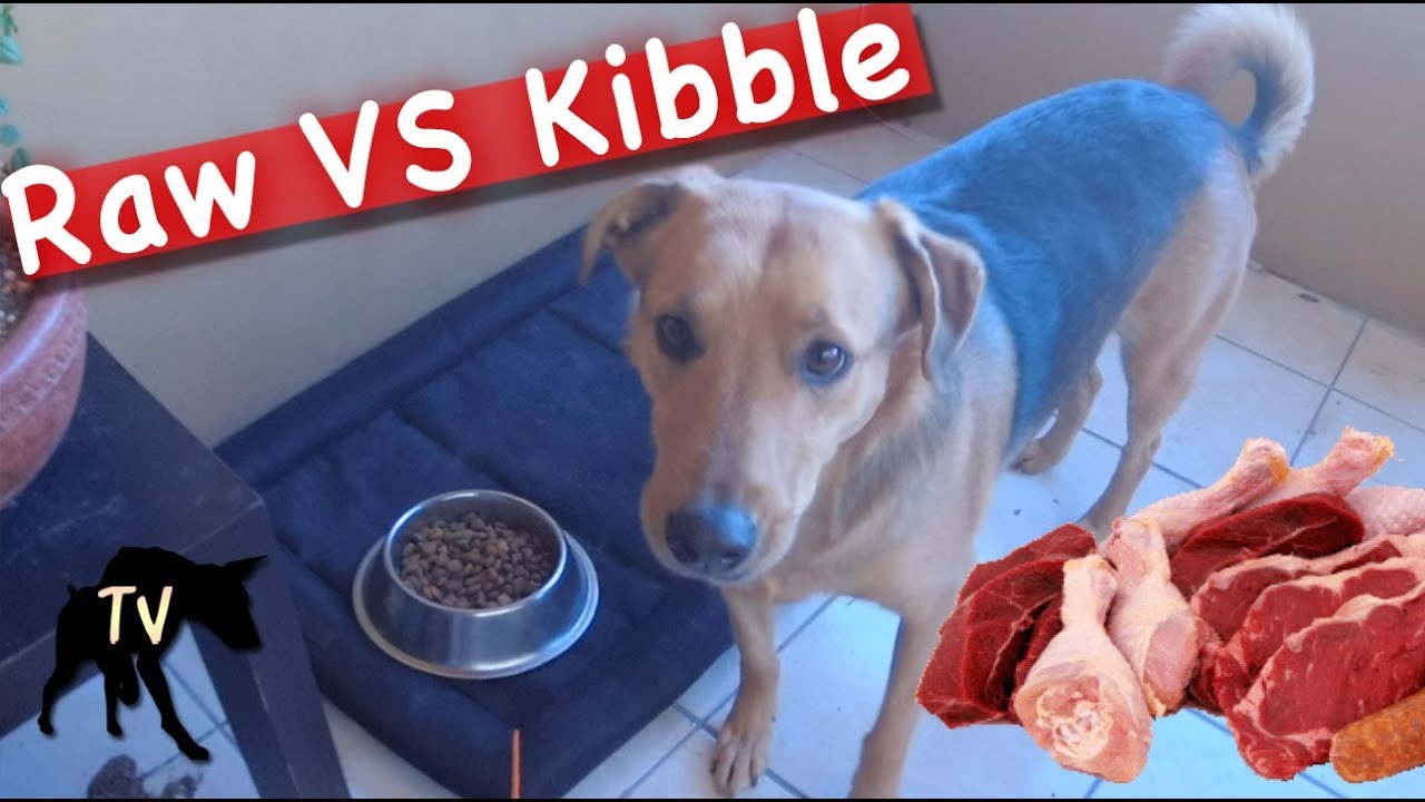 Dog Food Vs Raw Meat Taste Test Challenge YouTube Dog Food Vs Raw Meat Taste Test Challenge YouTube