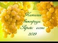 Каталог винограда. Прайс осень 2019