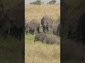 Baby elephant & Mom loves#shorts #elephant #baby #love #lover #mom #africa