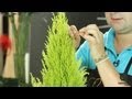 Cuidados del Cupressus - Pino limonero - Cultura de Flor - Sapeando