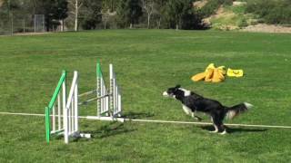 Sensei's Jumping Grids