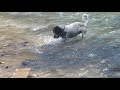 Dog at the River