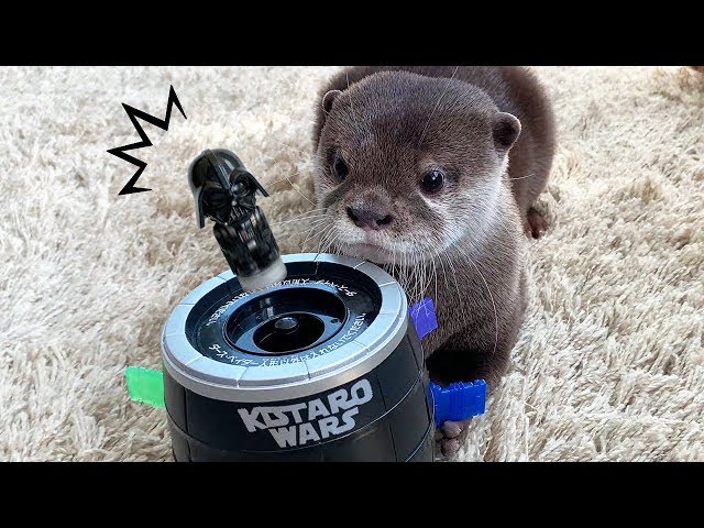 カワウソ コタロー　俺が！俺が！ダースベイダー危機一髪！　 Kotaro the Otter Plays with Pop Up Darth Vader Game