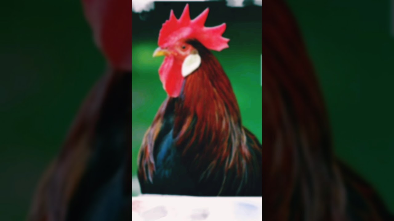 ROOSTER 2021 chinese horoscope 2021| 2021 YEAR OF THE WHITE METAL OX