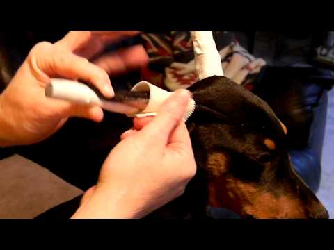 Ear Taping A Doberman Puppy With Akolade Dobermans Youtube