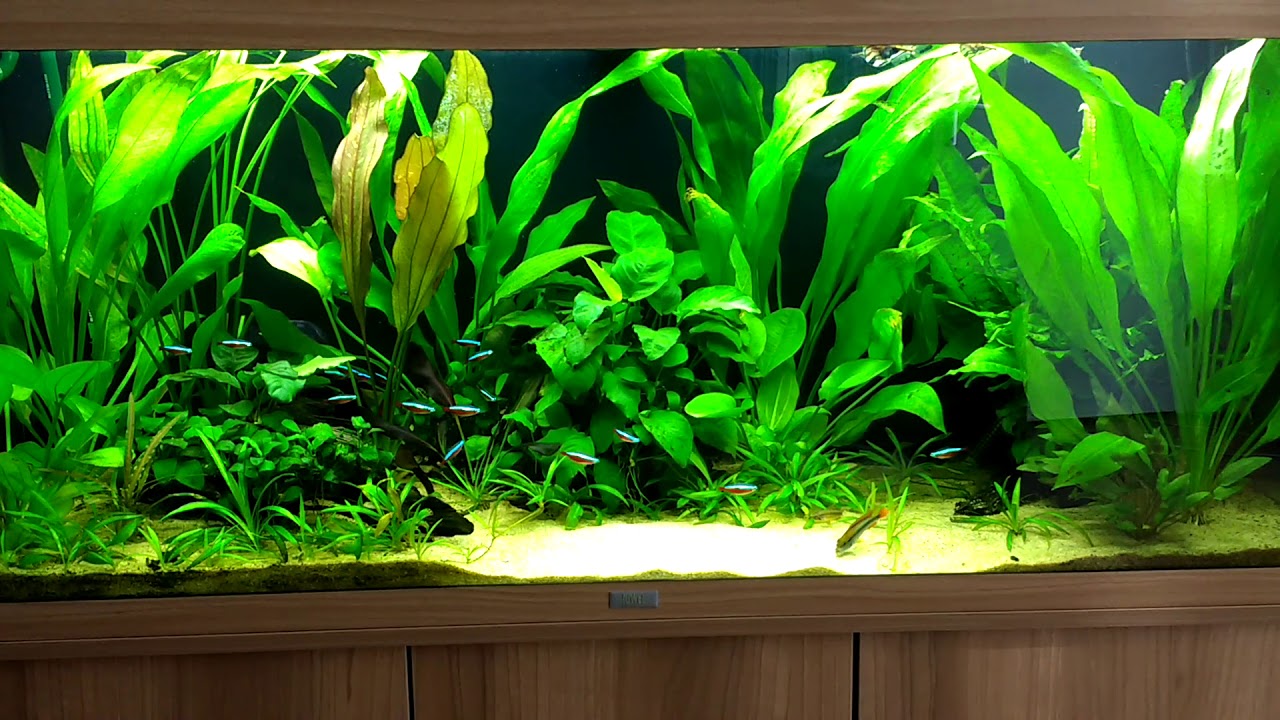 Welche Fische Können In Ein 240 Liter Aquarium Aquarium 240 liter - YouTube