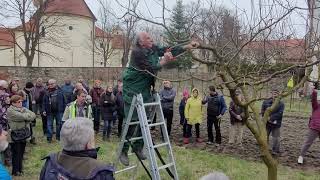 Ing Jakubek Broskyna upravovaci rez