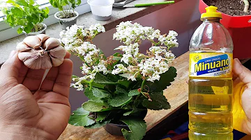 Como matar fungos na kalanchoe?