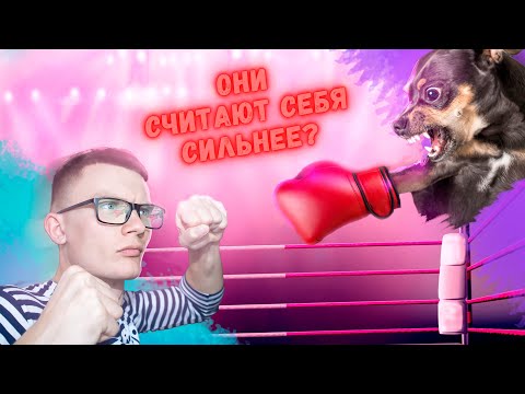 Почему маленькие собаки злые | Как отучить собаку от агрессии
