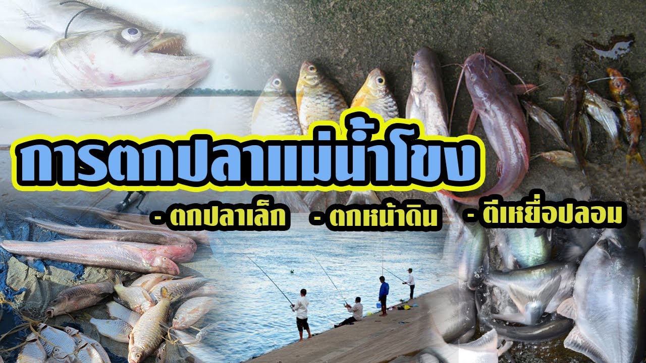 เทคนิคแนวทาง | การตกปลาแม่น้ำโขง |