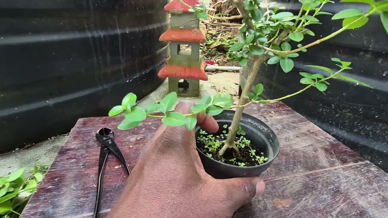 A Quiet Prune, Premna Microphylla - Try Bonsai