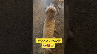 Goldendoodle vs. Poodle Showdown #dogs #funny #pets