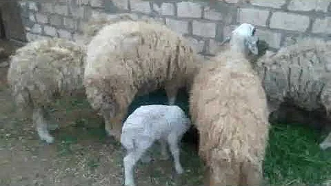 Ø¹Ù„Ø§Ù…Ø§Øª Ø§Ù„Ø­Ù…Ù„ Ø¹Ù†Ø¯ Ø§Ù„ØºÙ†Ù…