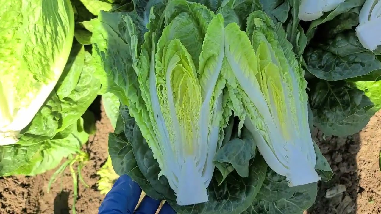 Live From the Fields: Desert & Huron Region Insect Pressure