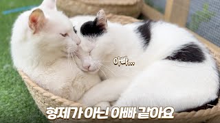 길냥이 둘의 사이가 애틋했던 이유 | 길냥이의 보은 | 쫀니와 쪼꼬미들 | 베베집사 제주살이