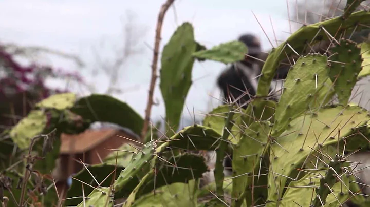 Invasive Africa: Opuntia (Part Three)