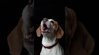 Dog photography treat catch photos with the three beagles #shorts