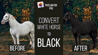 How To Turn a White Horse to Black in Pixelmator Pro screenshot 1