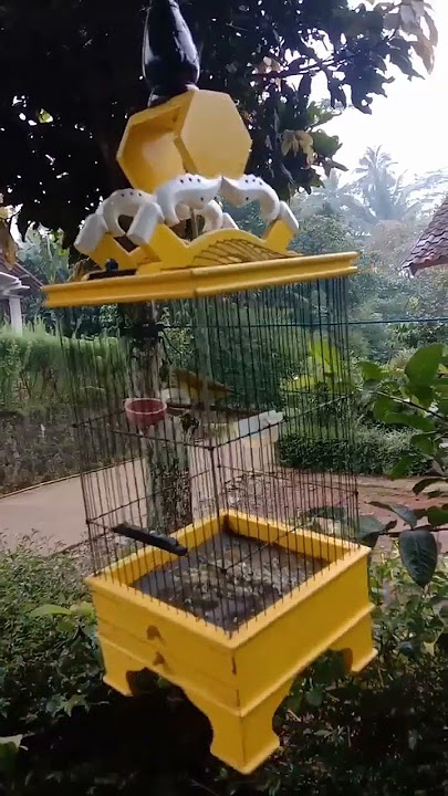 pleci umur 6 bulan . cocok untuk mastera