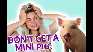 7 Reasons NOT to get a mini pig!