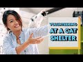 VOLUNTEERING AT A CAT SHELTER | CRAZY CAT LADY?!