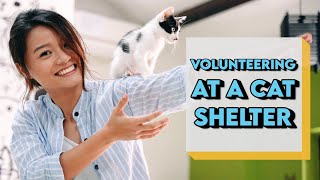 VOLUNTEERING AT A CAT SHELTER | CRAZY CAT LADY?!