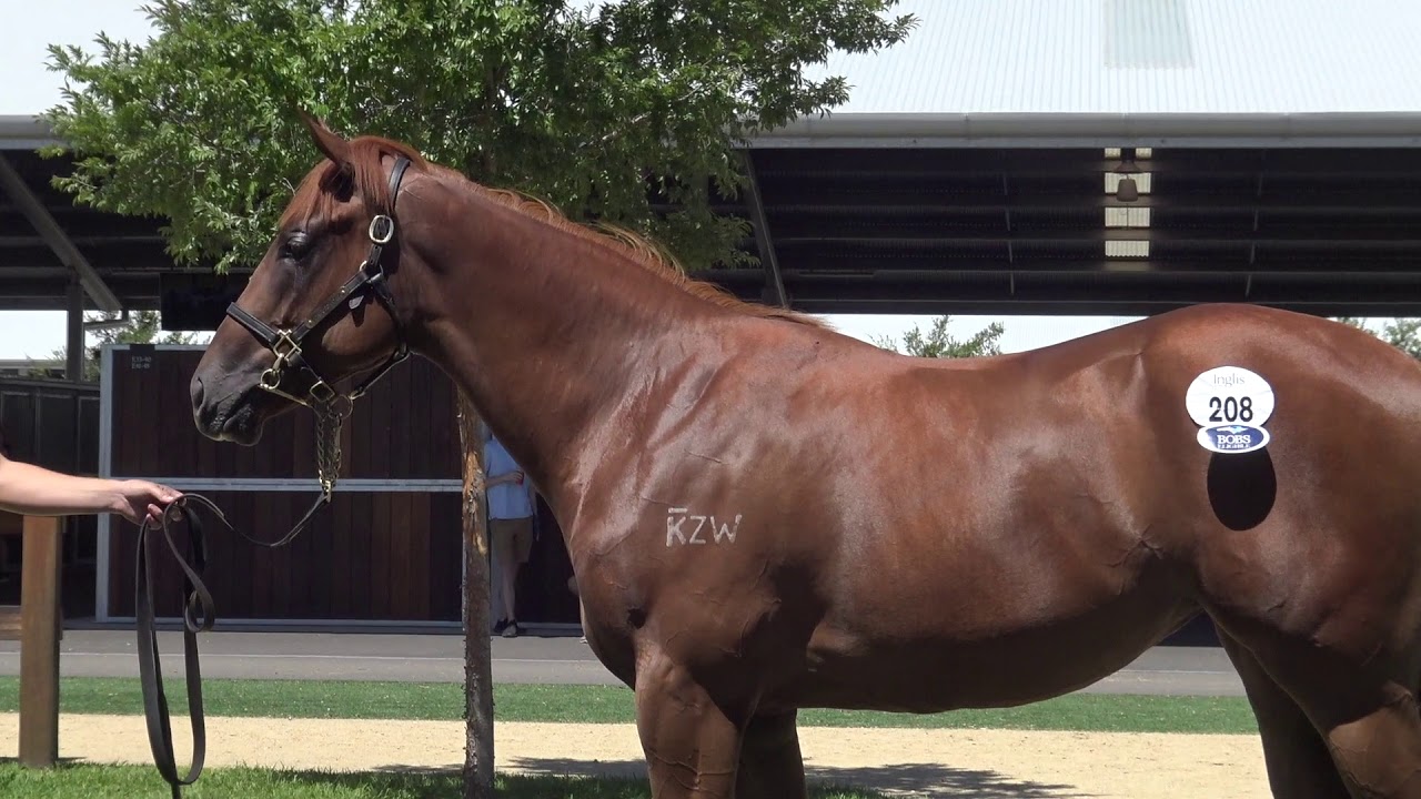 Shane Nichols Racing Yearlings