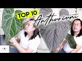 TOP 10 ANTHURIUM COLLECTION! (ONE IS WORTH 12,000 PESOS) Philippines | PlantfairyMNL