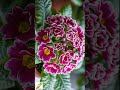 啵啵頭BOBOTO:#四季櫻草 #縮時攝影 #TimeLapse #報春花 #PrimulaObconica #傘形花序 #盆栽花卉 #花開 #微距攝影 #療癒系