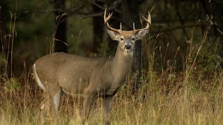 Michigan deer population continues to grow, hunters in decline