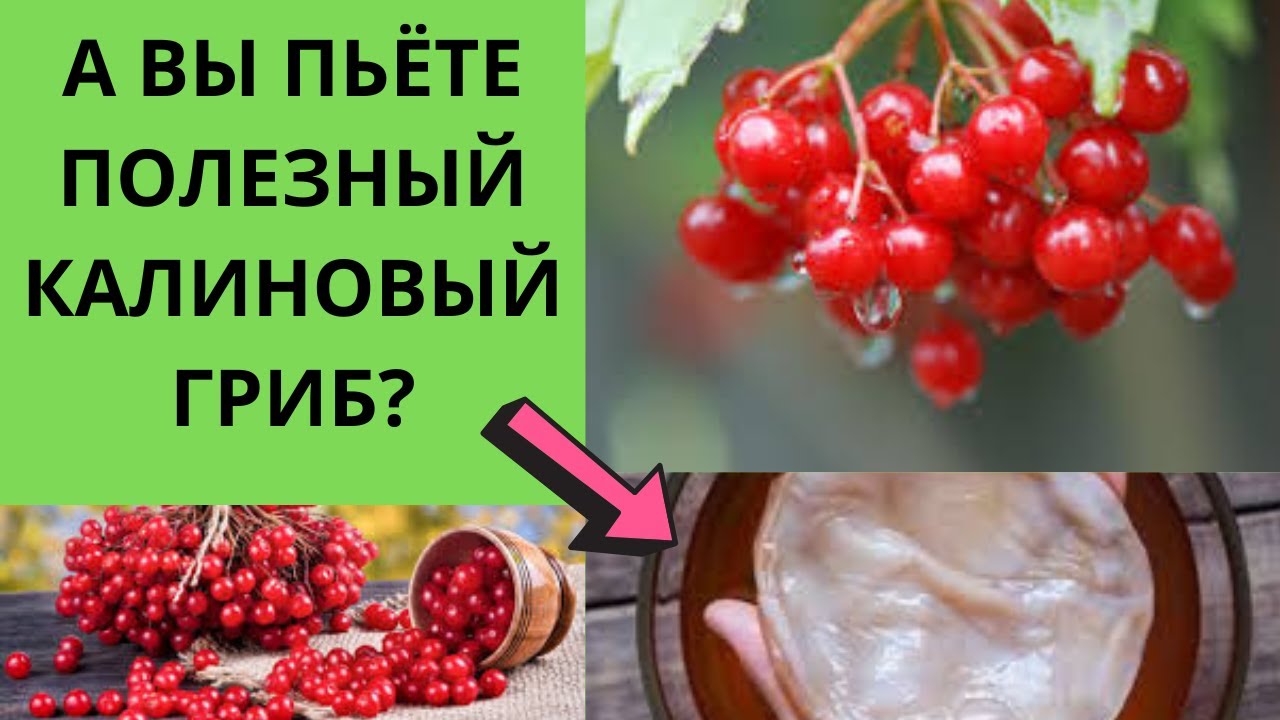 Как приготовить калиновый гриб | Лечение высокого давления, болезней ...