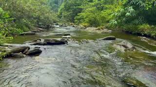 Relaxing Mountain Stream Sounds in Forest - River Sounds for Sleep, Study and Relaxation, Meditation by Nature Sounds 188 views 3 weeks ago 8 hours