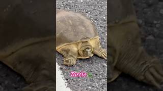 Turtle in delhi 🐢🚨 #turtle #delhi — video thumbnail