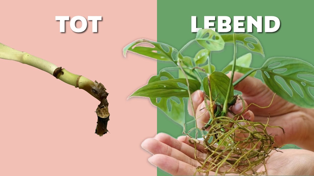 5 typische Fehler bei Stecklingen – und wie du sie vermeidest!