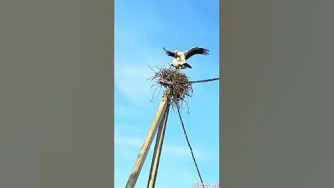 Спаривание аистов.