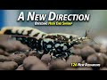 A New Direction - 126 Breeding Aquariums for High End Caridina Shrimp