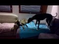 Spanish greyhound boys の動画、YouTube動画。