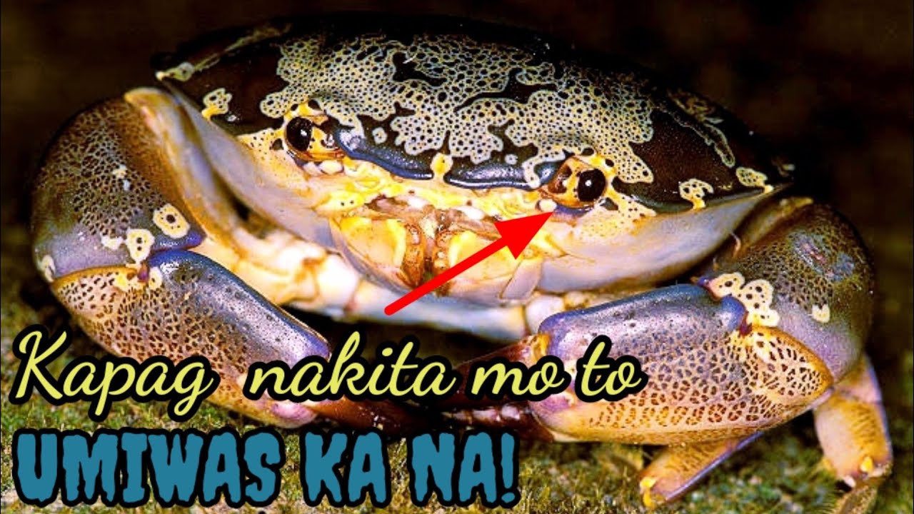 9 PINAKA NAKAKALASONG ALIMANGO Sa Pilipinas | 4GEN YT