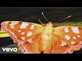 Frank Carter & The Rattlesnakes - Why A Butterfly Can't Love A Spider