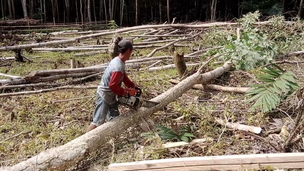Memotong pohon tumbang gergaji mesin