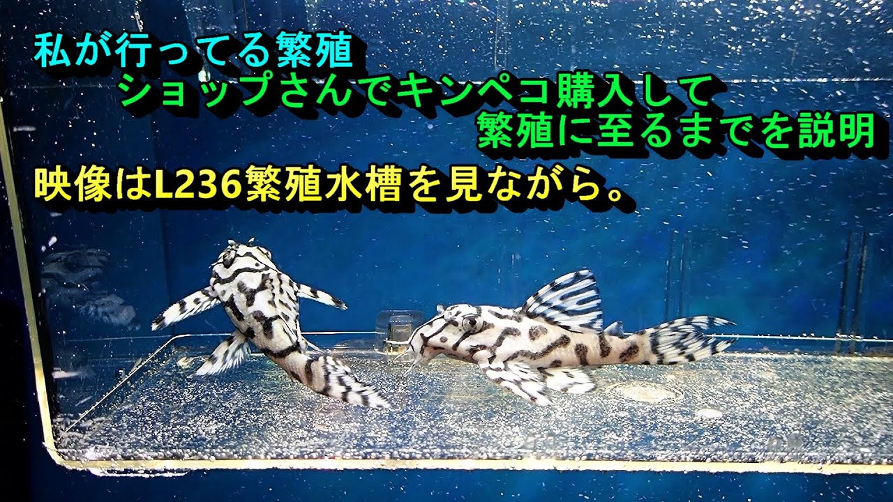 ショップさんでキンペコを購入してから繁殖するまでをL236繫殖水槽を見