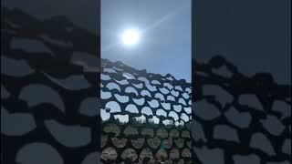 Tir Doublé De Palombes