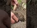 Bature 110066 mini rotary tilling and riding all-in one tree 🌳 short view