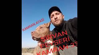 Peyser Kamran 0553188383