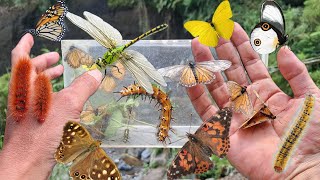 Famous Special catch butterfly Net Worth