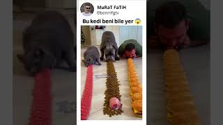 Bu Kedi Beni Bile Yer
