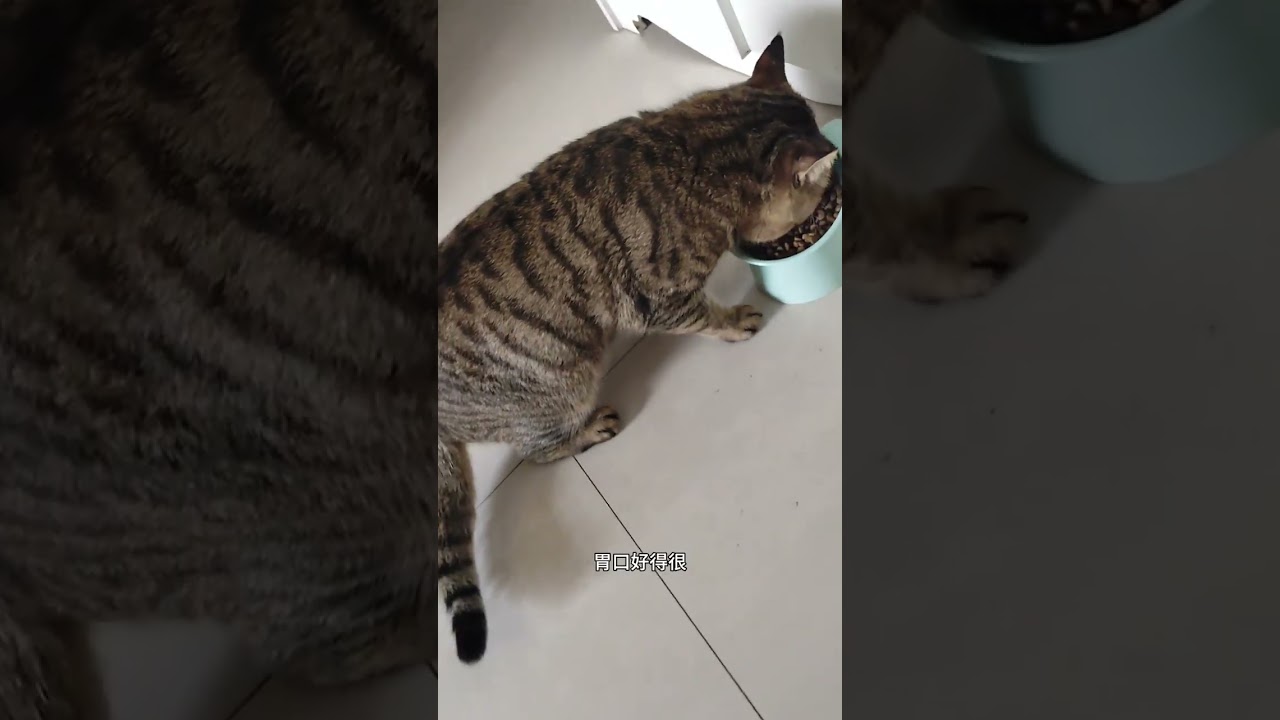 After playing outside for two days Little Douzi seems to have lost weight. Today I