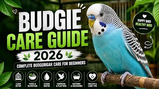 Budgie Care Guide 2026 🦜 | Complete Budgerigar Care for Beginners