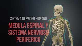 Sistema nervioso humano (Parte 1)  Médula espinal y sistema nervioso periférico (Animación)