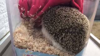 🦔がっちゃん♂もぞもぞの巻　#🦔#hedgehog